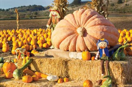 Growing Giant Pumpkins Image